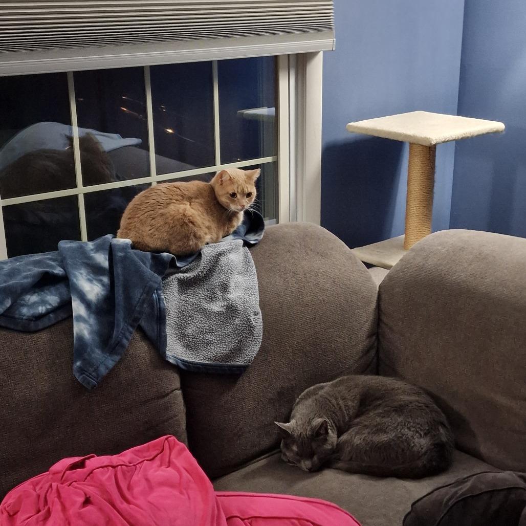 Enlarge Samantha, a Adoptable Domestic Short Hair in Abingdon, MD image 3/6