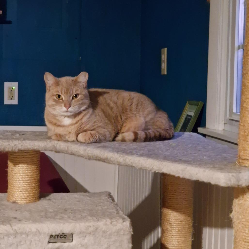 Enlarge Samantha, a Adoptable Domestic Short Hair in Abingdon, MD image 4/6