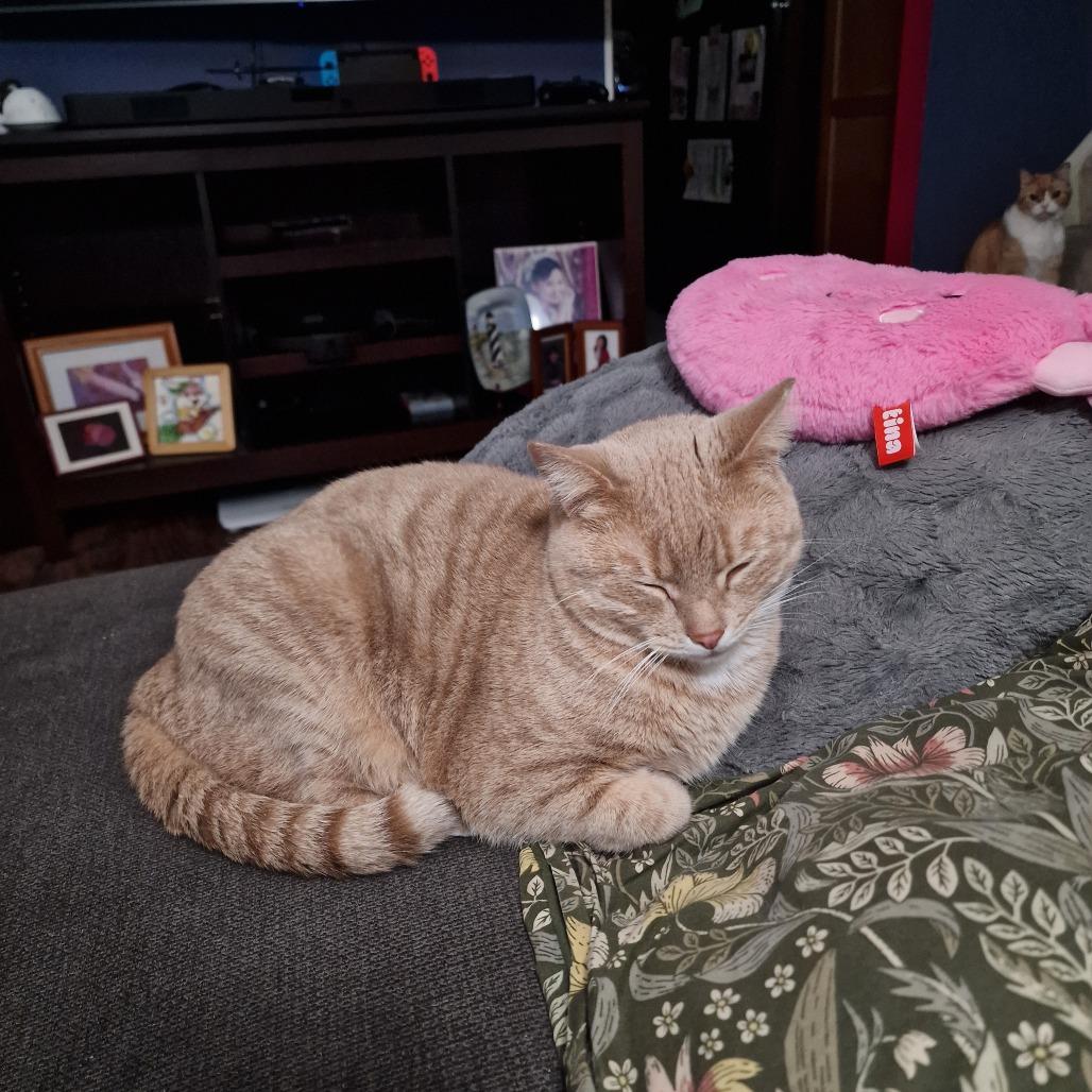 Enlarge Samantha, a Adoptable Domestic Short Hair in Abingdon, MD image 3/6