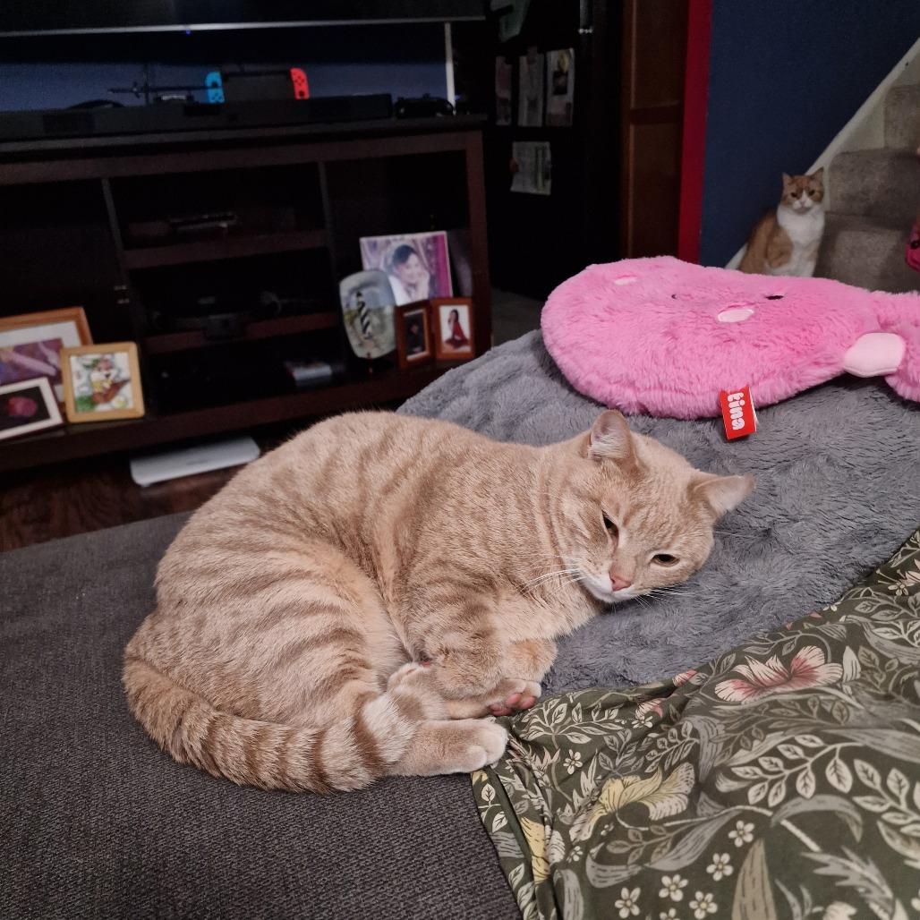 Enlarge Samantha, a Adoptable Domestic Short Hair in Abingdon, MD image 4/6