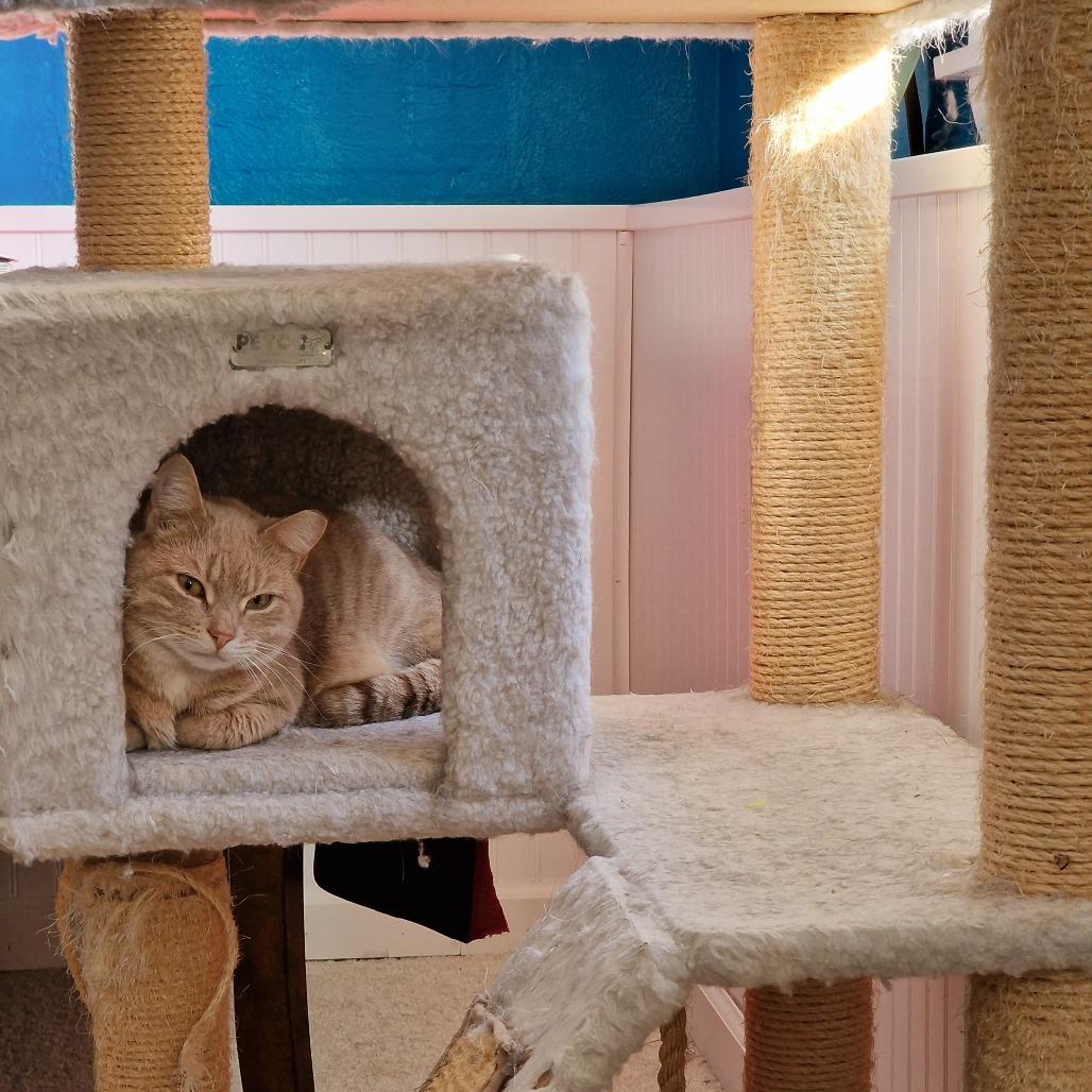 Enlarge Samantha, a Adoptable Domestic Short Hair in Abingdon, MD image 5/6