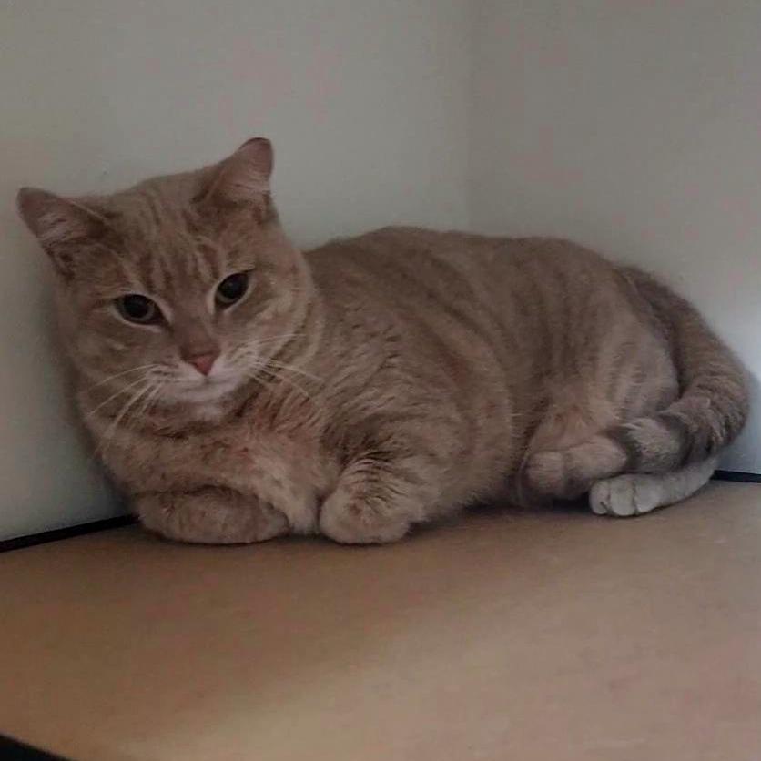 Enlarge Samantha, a Adoptable Domestic Short Hair in Abingdon, MD image 6/6