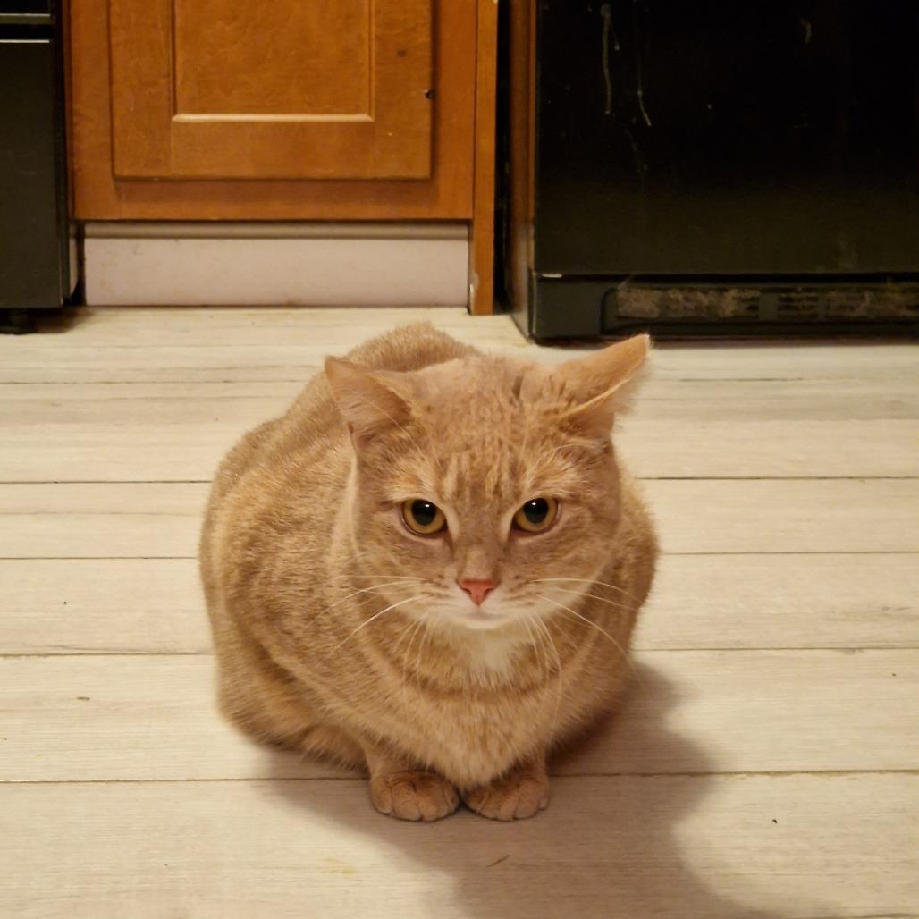 Enlarge Samantha, a Adoptable Domestic Short Hair in Abingdon, MD image 6/6