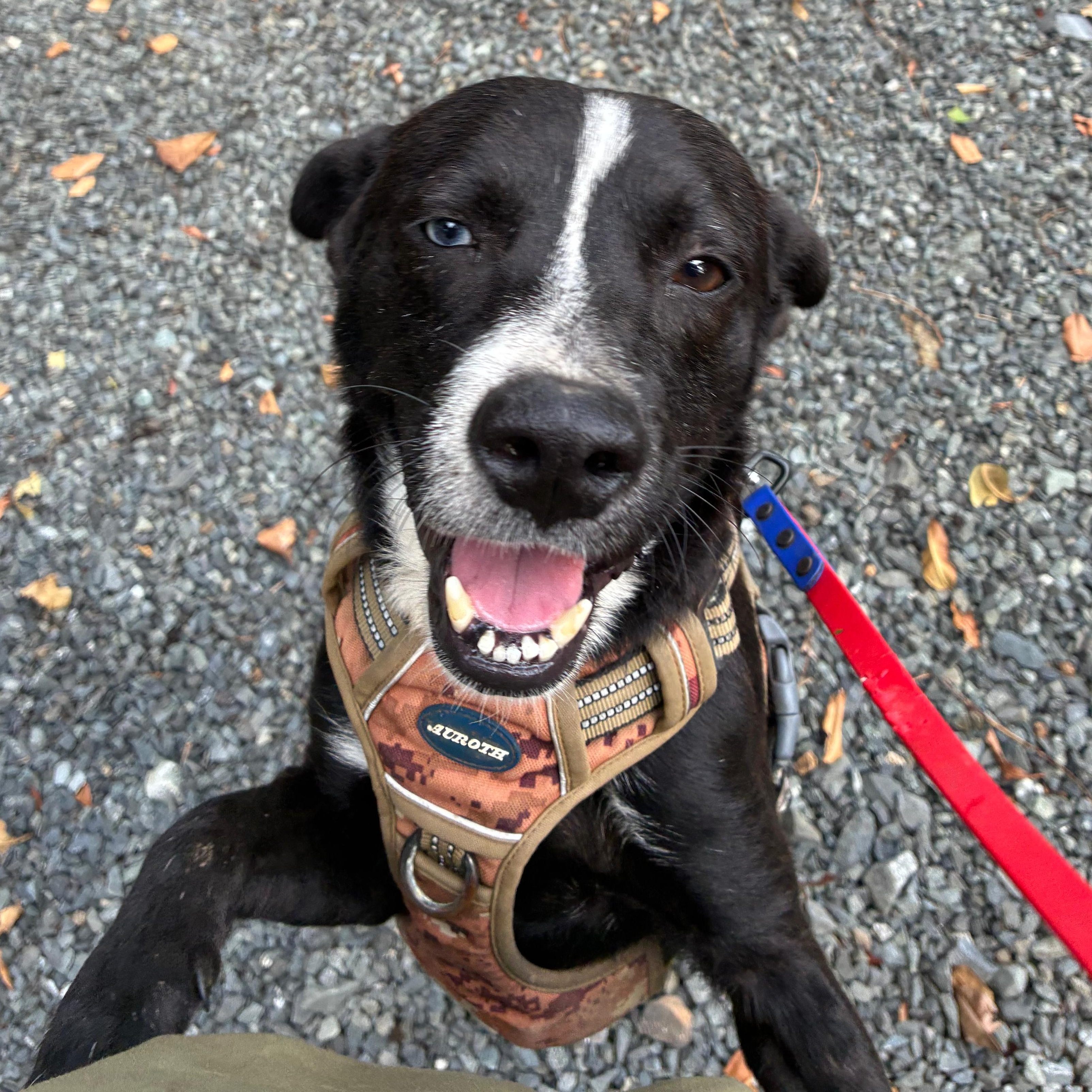 Roo, Adopted, Adult Male Labrador Retriever & Husky.