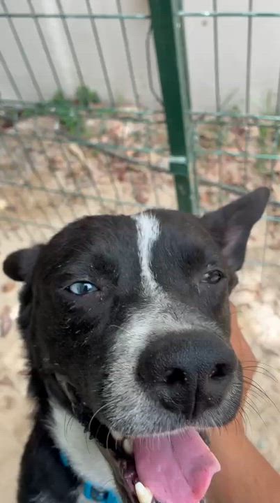 Enlarge Roo, a Adopted mixed breed in Rio Grande , PR video 3/4