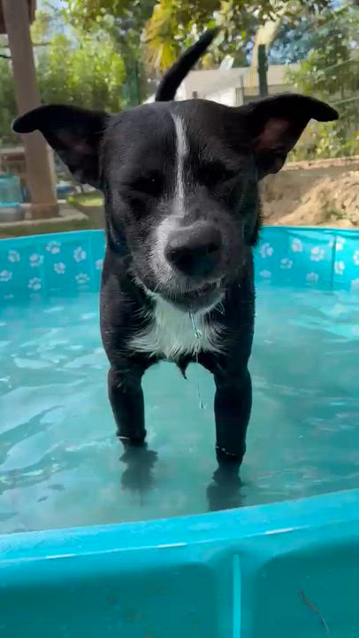 Enlarge Roo, a Adopted mixed breed in Rio Grande , PR video 4/4
