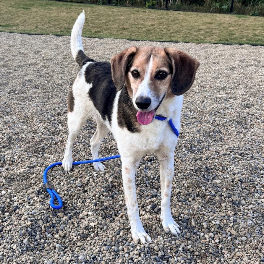 (Fetching)Reggie, Adoptable, Senior Male Beagle & Australian Shepherd.