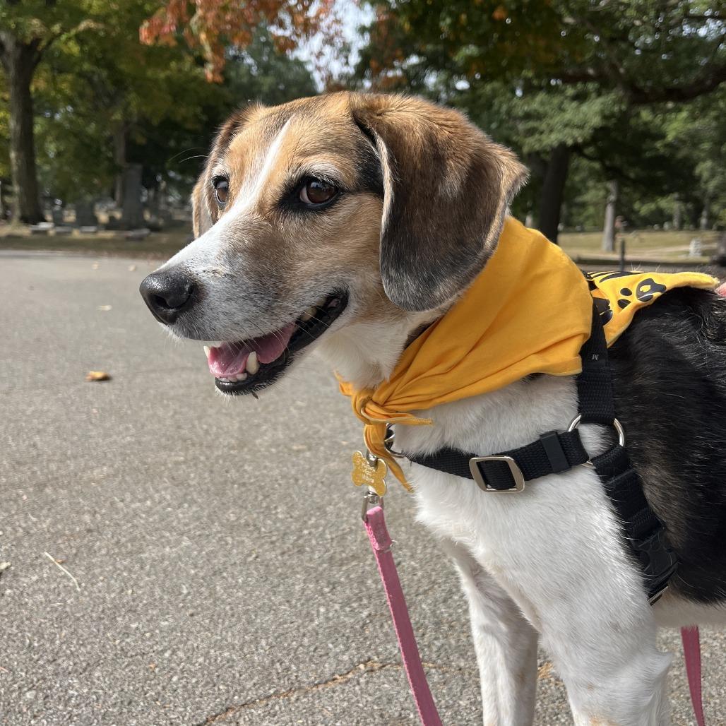 Enlarge (Fetching)Reggie, a Adoptable mixed breed in Fort Wayne, IN image 2/6