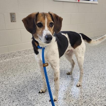 Enlarge (Fetching)Reggie, a Adoptable mixed breed in Fort Wayne, IN image 3/6