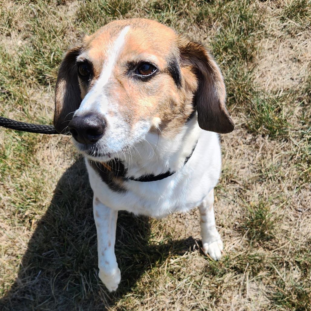Enlarge (Fetching)Reggie, a Adoptable mixed breed in Fort Wayne, IN image 4/6