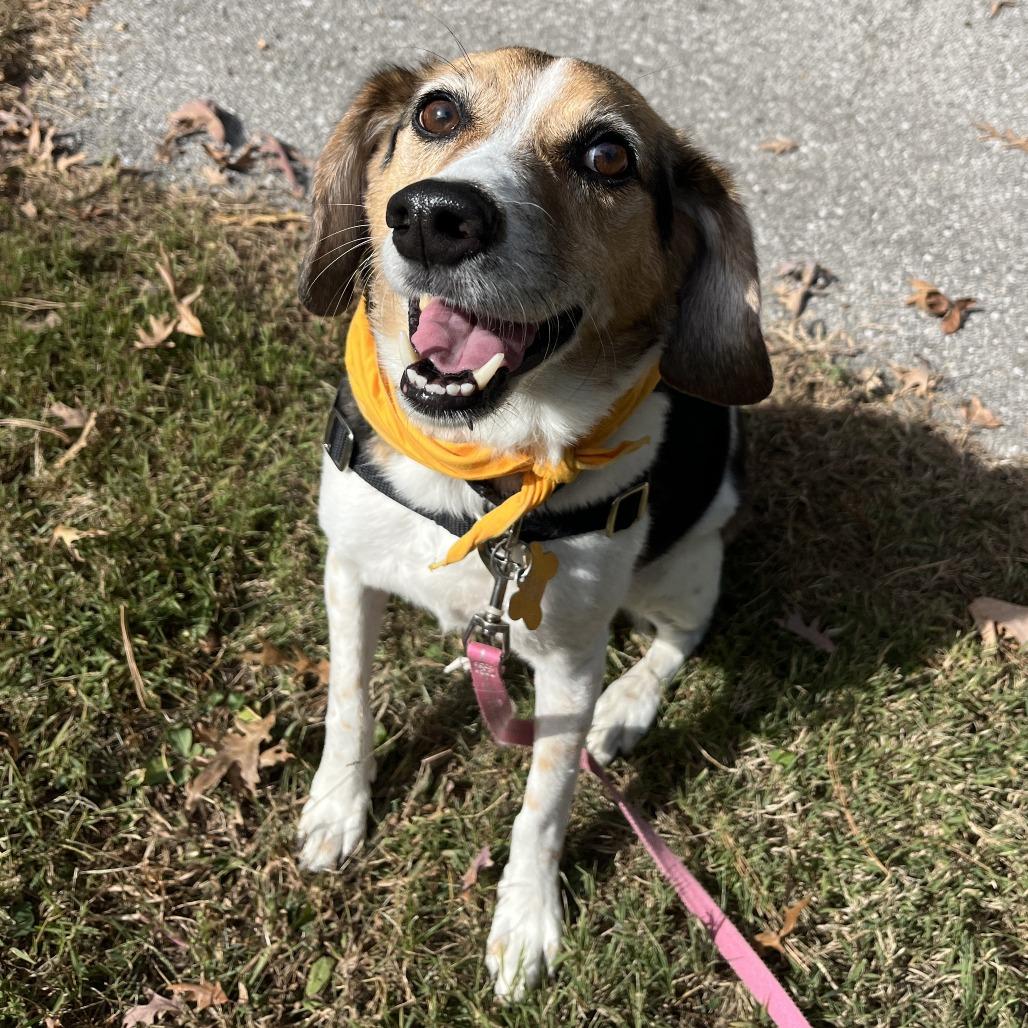 Enlarge (Fetching)Reggie, a Adoptable mixed breed in Fort Wayne, IN image 5/6