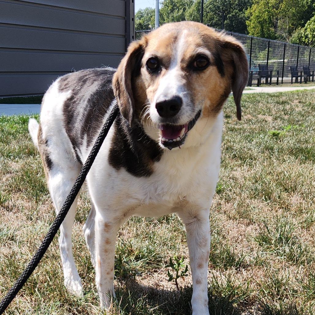Enlarge (Fetching)Reggie, a Adoptable mixed breed in Fort Wayne, IN image 6/6