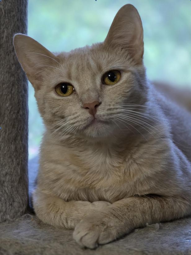 Carrot Cake, Adoptable, Young Female Domestic Short Hair.