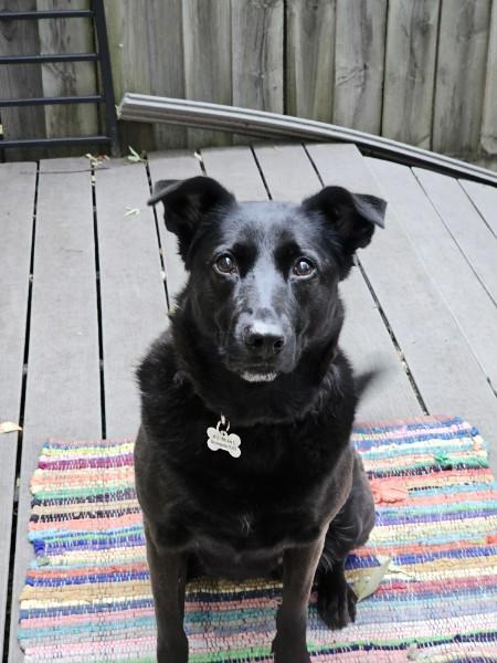 Enlarge Penny, a Adoptable mixed breed in Minneapolis, MN image 4/4