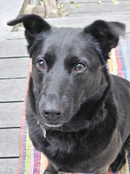 Enlarge Penny, a Adoptable mixed breed in Minneapolis, MN image 3/4