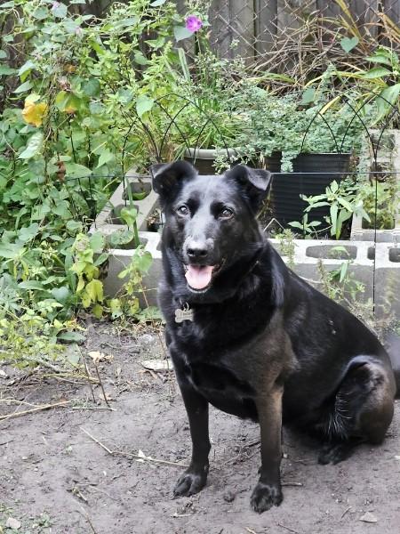 Enlarge Penny, a Adoptable mixed breed in Minneapolis, MN image 2/4