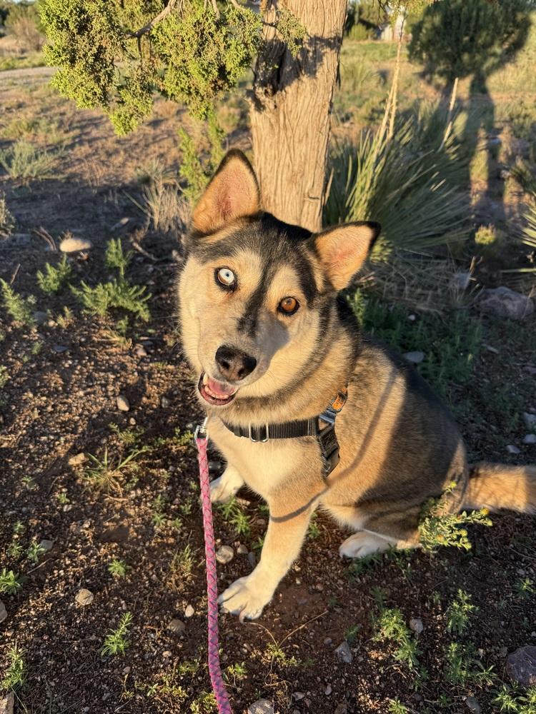 Mishka, Adoptable, Adult Female Siberian Husky.
