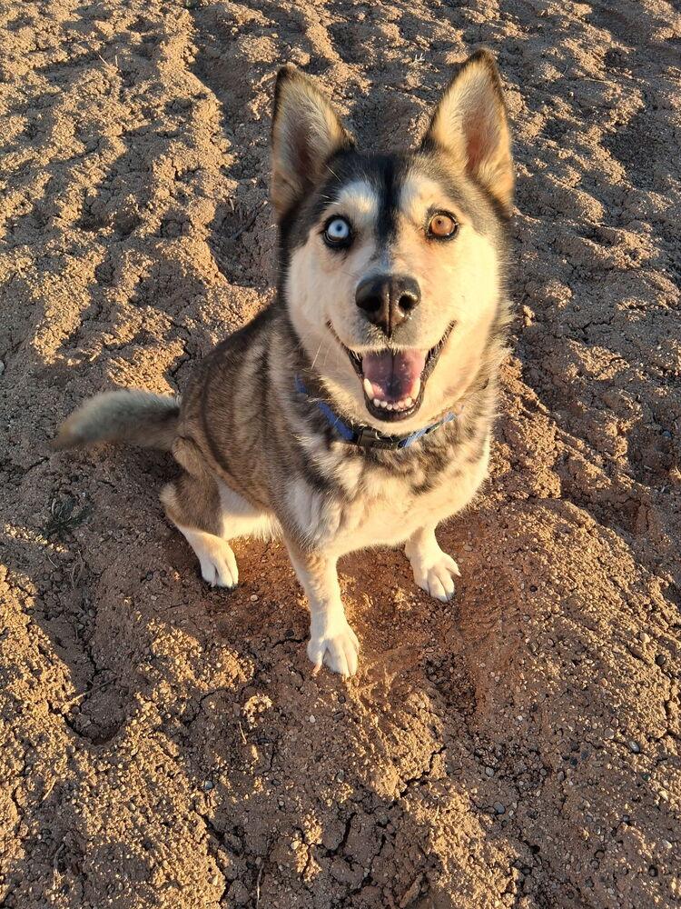 Enlarge Mishka, a Adoptable Siberian Husky in Mountainair, NM image 2/3