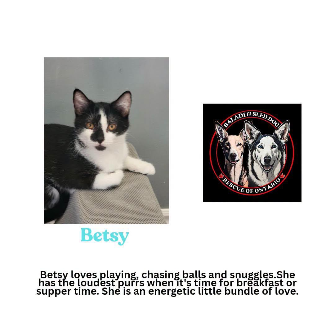 Enlarge Betsy, a Adopted Domestic Short Hair in London, ON image 2/2