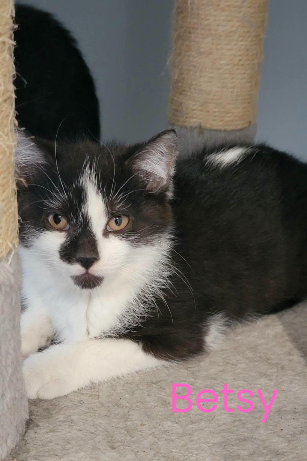 Enlarge Betsy, a Adopted Domestic Short Hair in London, ON image 1/2