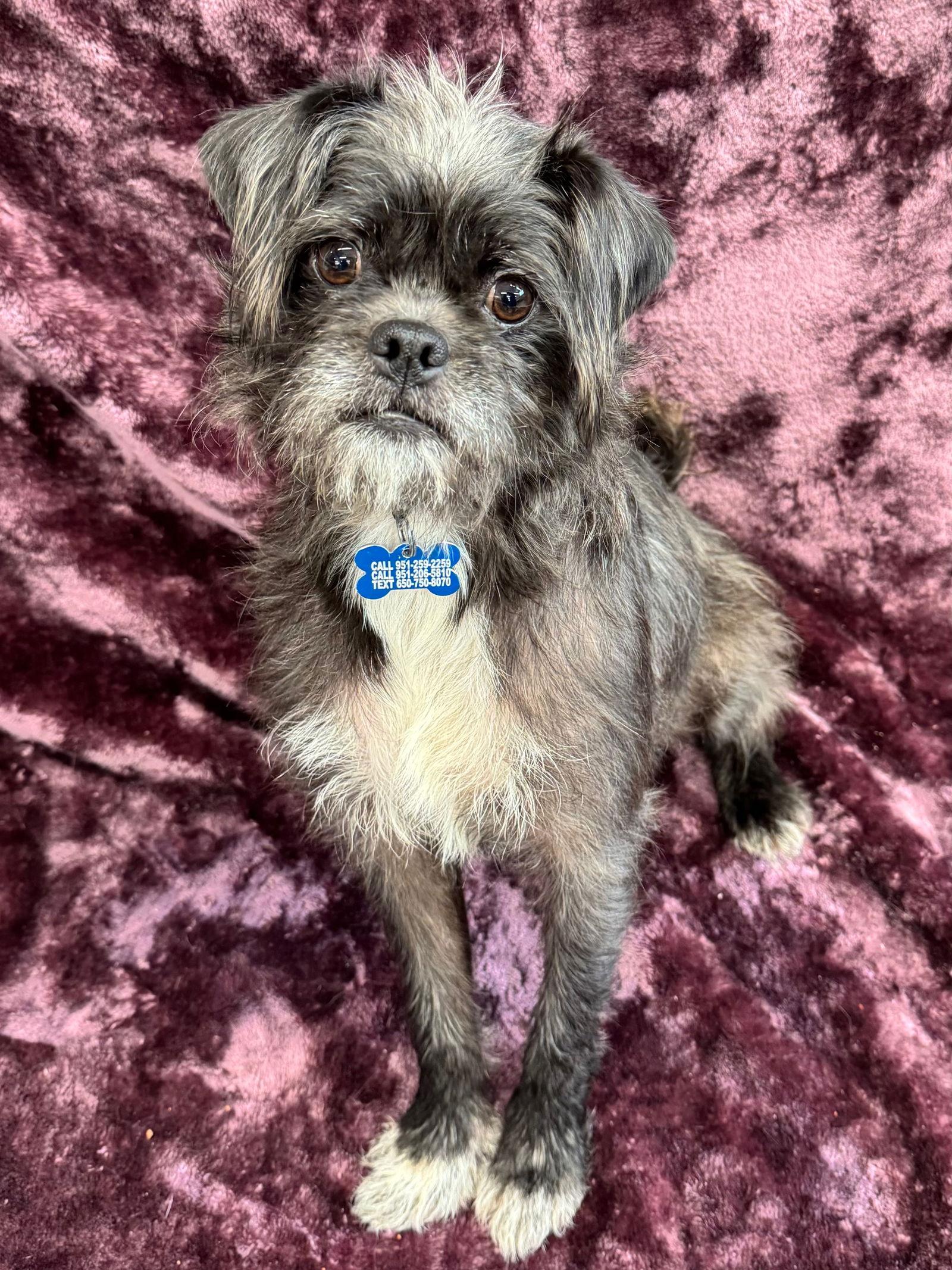 Enlarge Girlfriend, a Adoptable mixed breed in Palo Alto, CA image 1/3