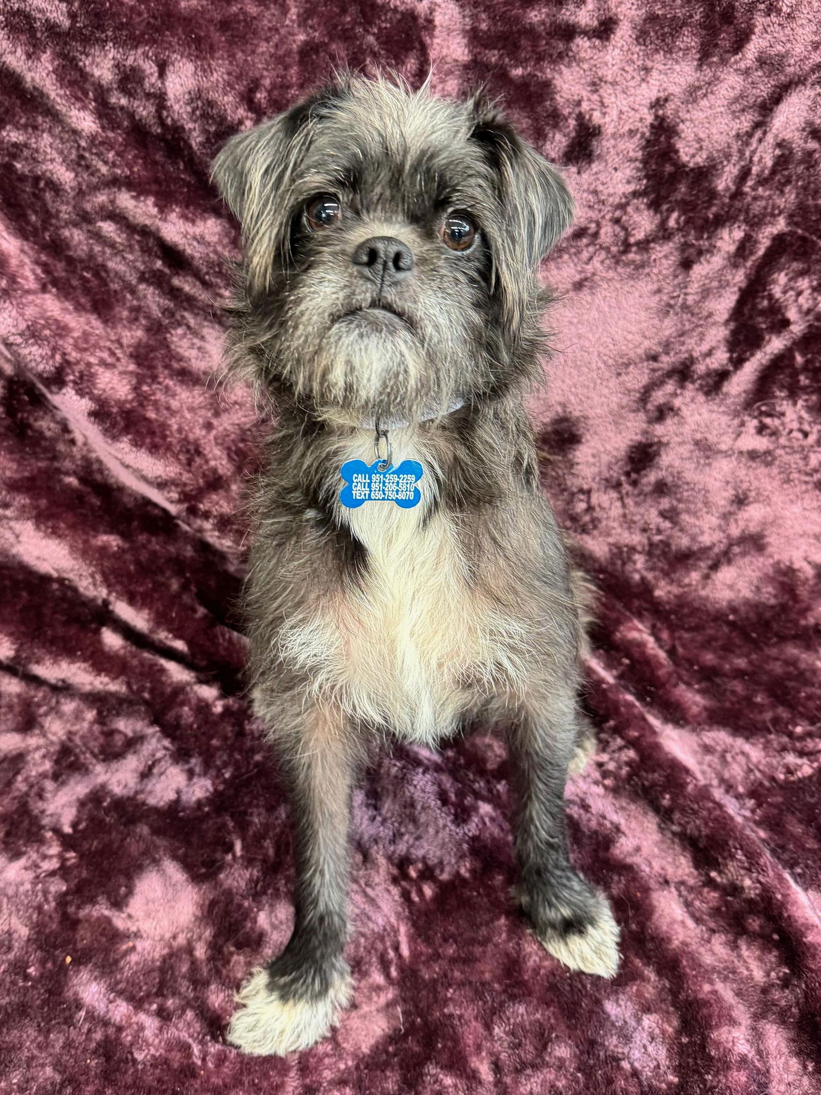 Enlarge Girlfriend, a Adoptable mixed breed in Palo Alto, CA image 2/3