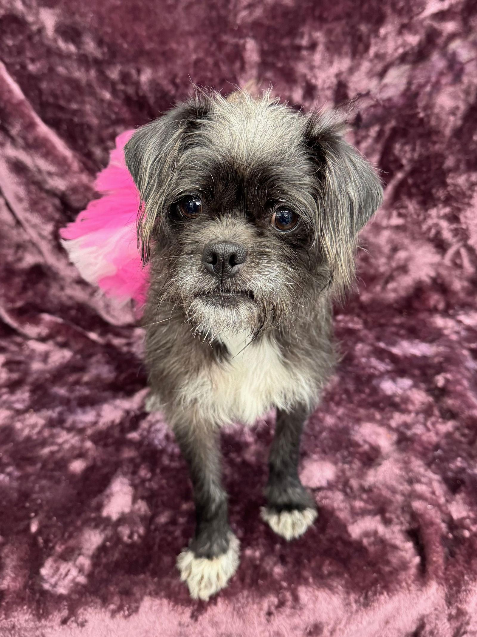 Enlarge Girlfriend, a Adoptable mixed breed in Palo Alto, CA image 3/3