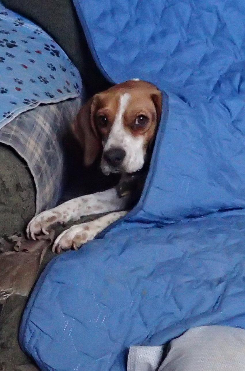 Enlarge Jake, a Adoptable Beagle in Tucson, AZ image 1/3