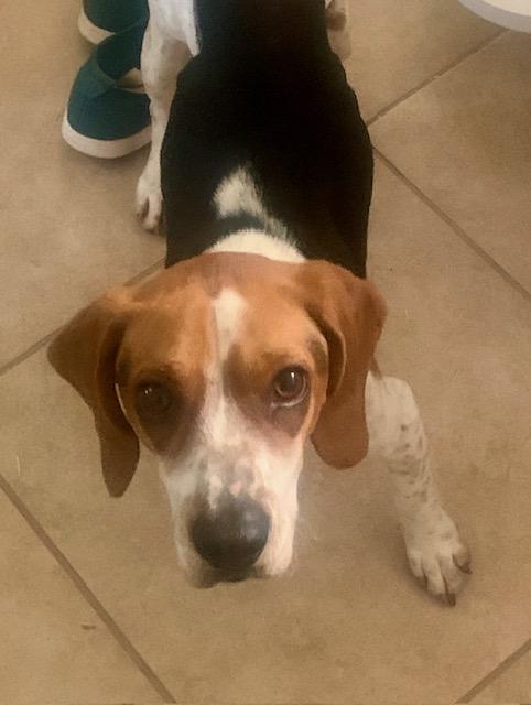 Enlarge Jake, a Adoptable Beagle in Tucson, AZ image 2/3