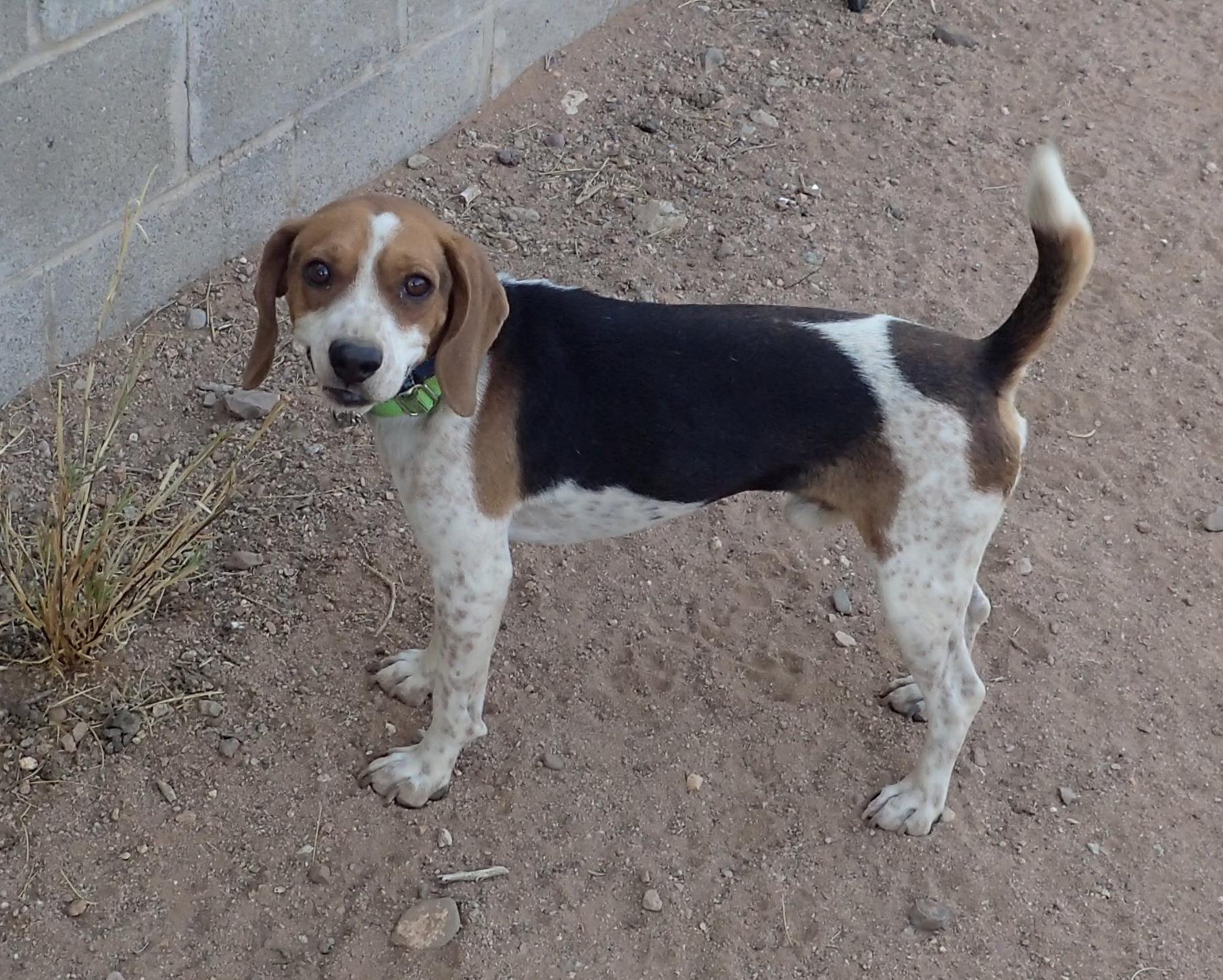 Jake, Adult Male Beagle