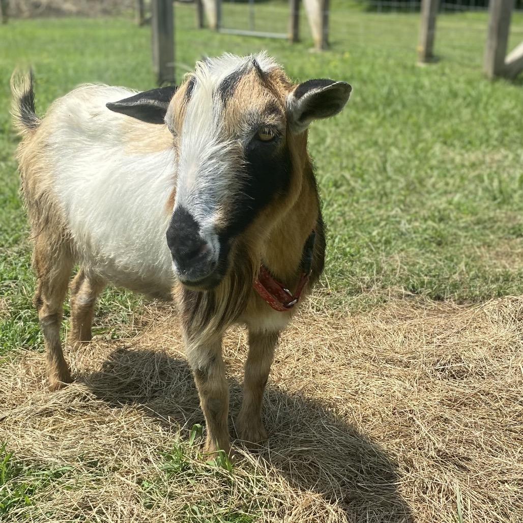 Hickory, Adult Male Nigerian Dwarf