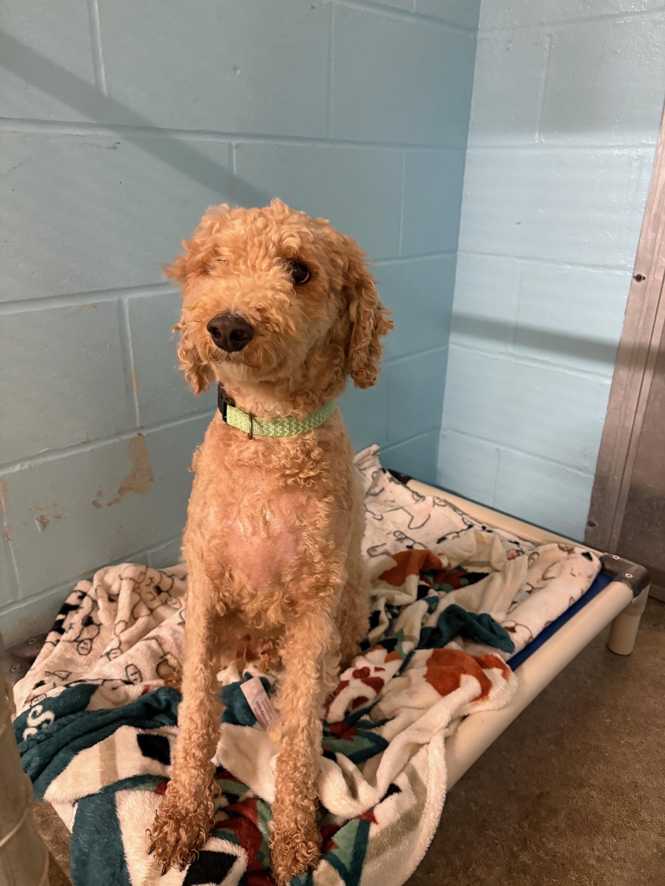 Enlarge Porter, a Adopted Goldendoodle in Pawcatuck, CT image 4/4
