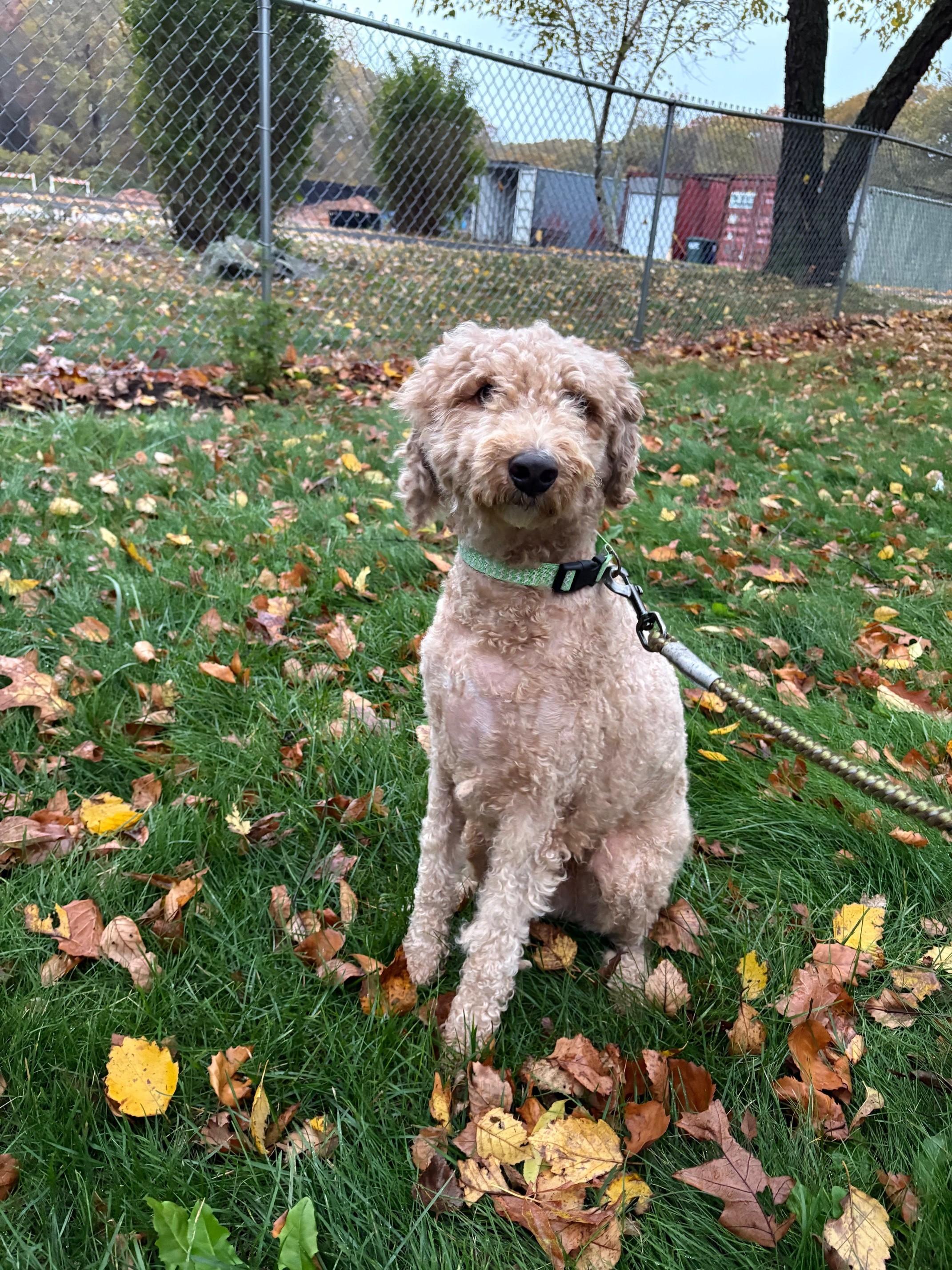 Porter, Adopted, Young Male Goldendoodle.
