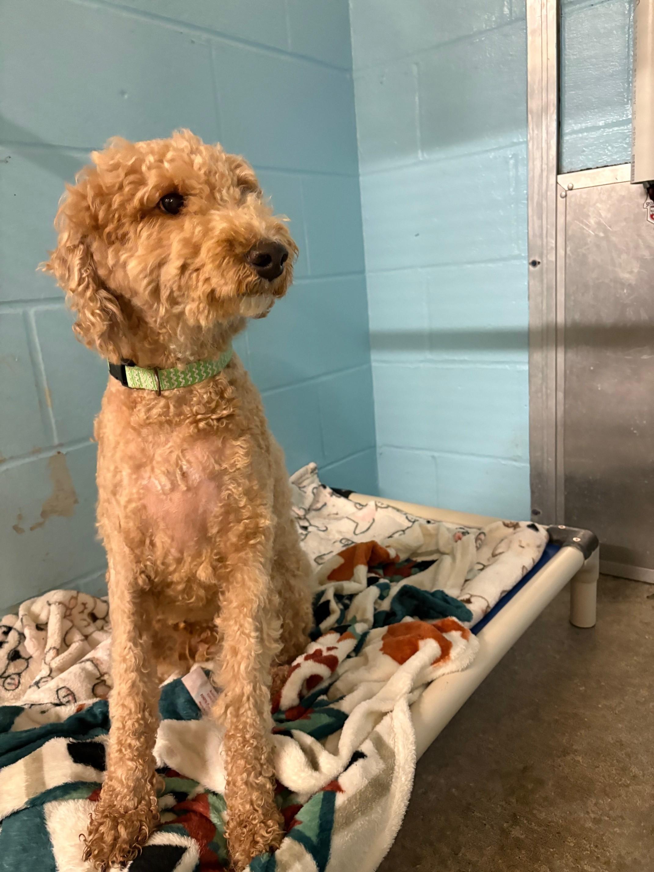 Enlarge Porter, a Adopted Goldendoodle in Pawcatuck, CT image 2/4