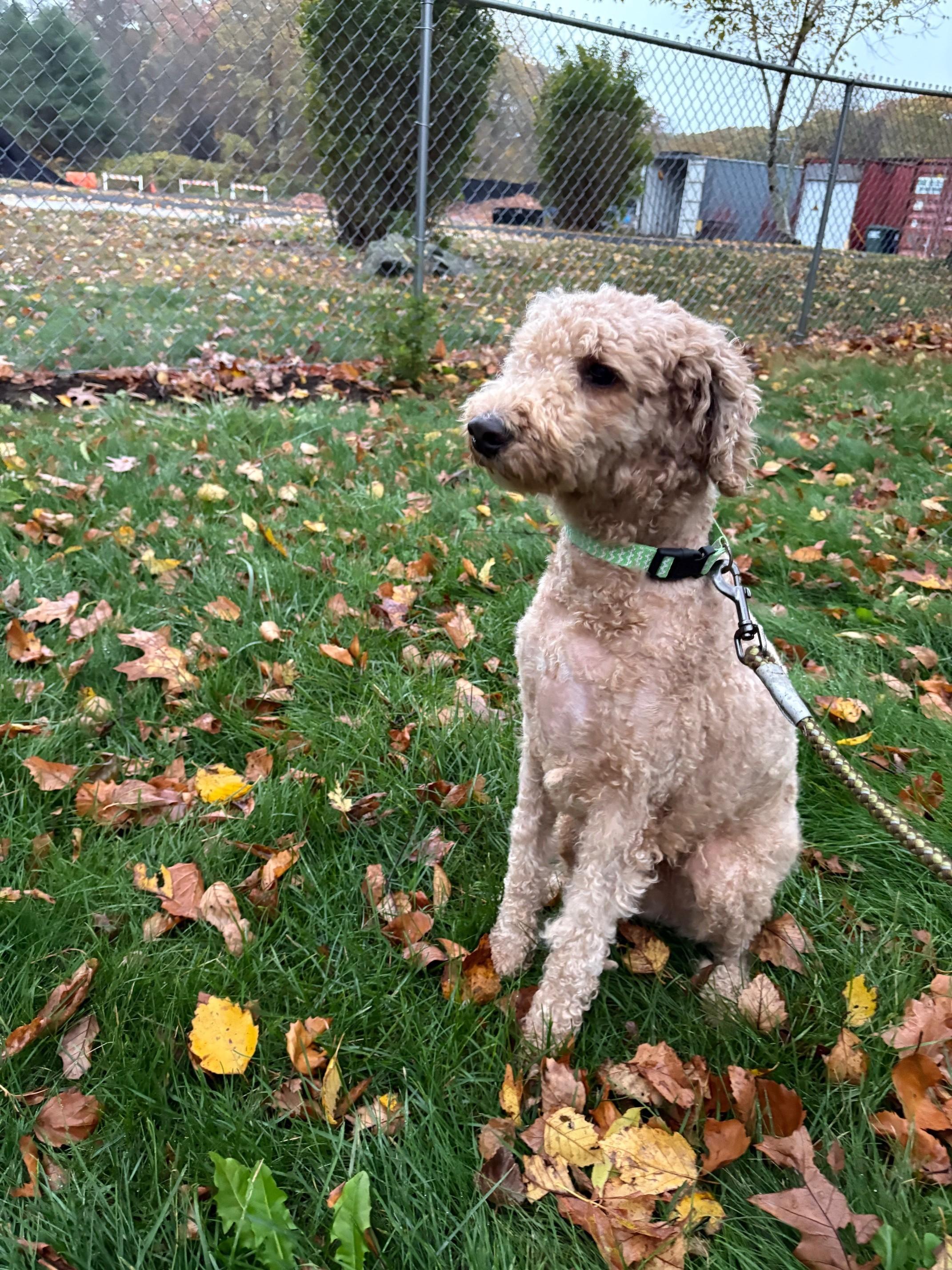 Enlarge Porter, a Adopted Goldendoodle in Pawcatuck, CT image 3/4