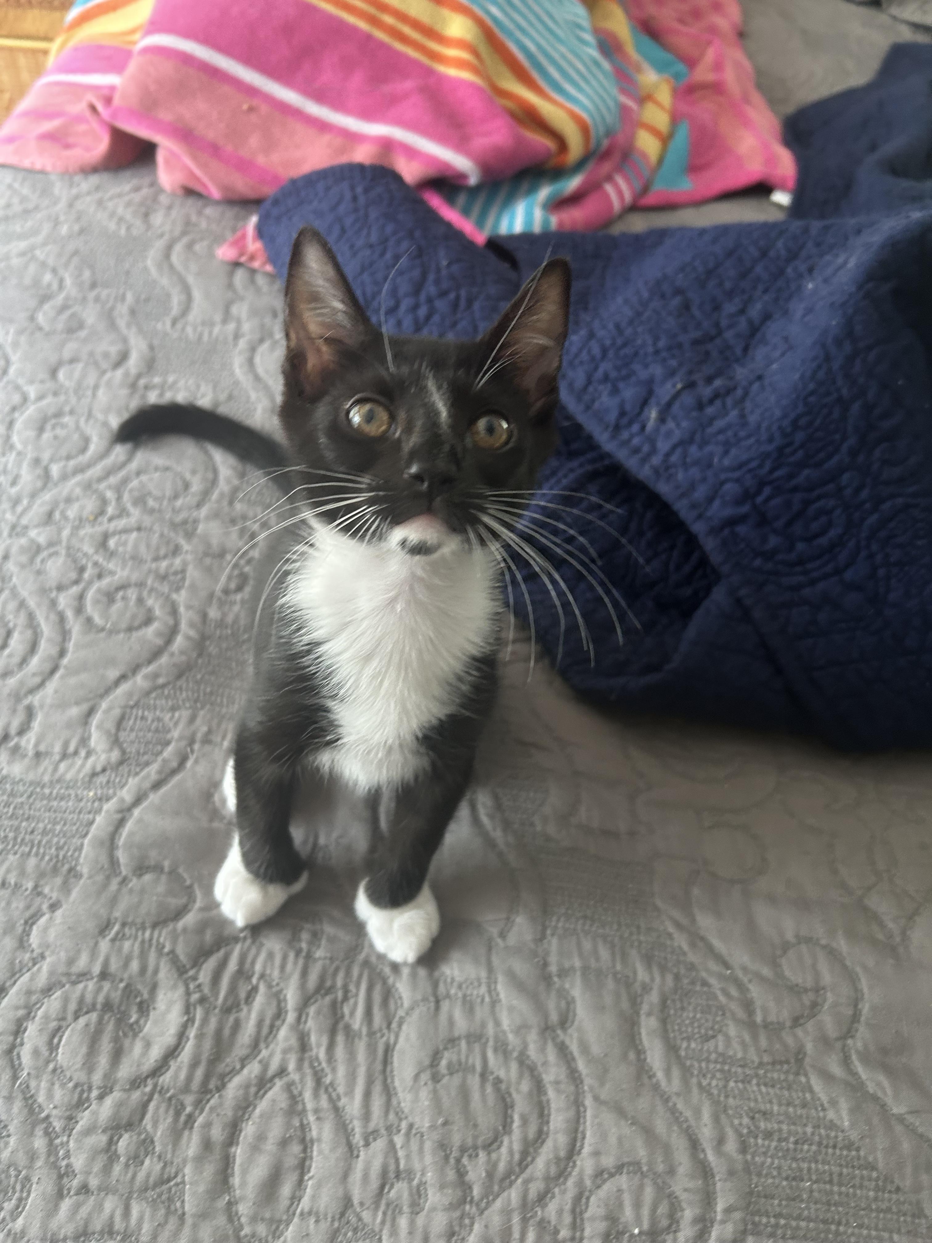 Rocky, Adopted, Young Male Extra-Toes Cat / Hemingway Polydactyl.