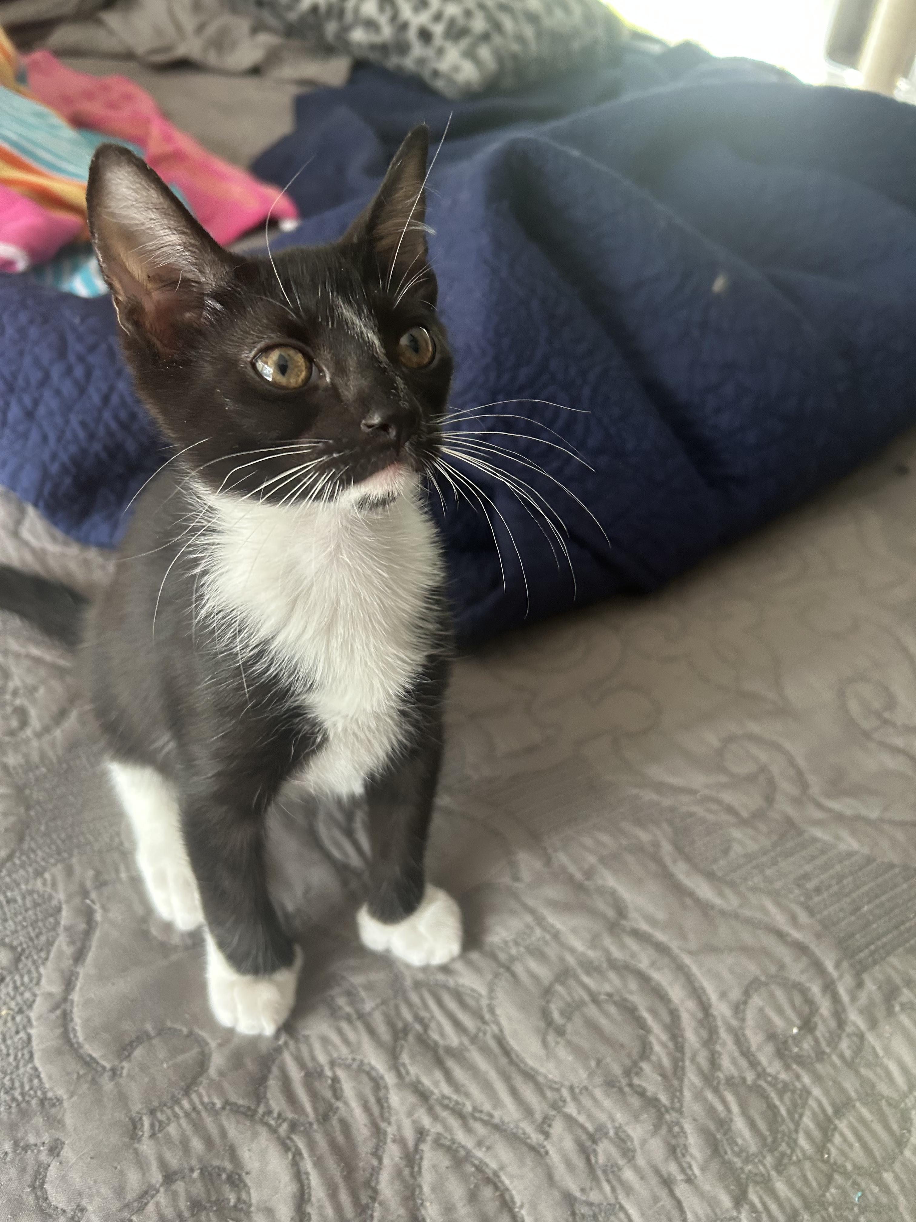 Rocky, a Adopted Extra-Toes Cat / Hemingway Polydactyl in Mount Pleasant, SC image 2/3