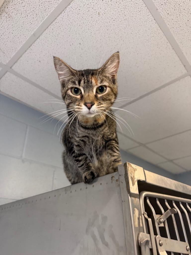 Enlarge Sarabi, a Adoptable mixed breed in Greenwood, MS image 1/1
