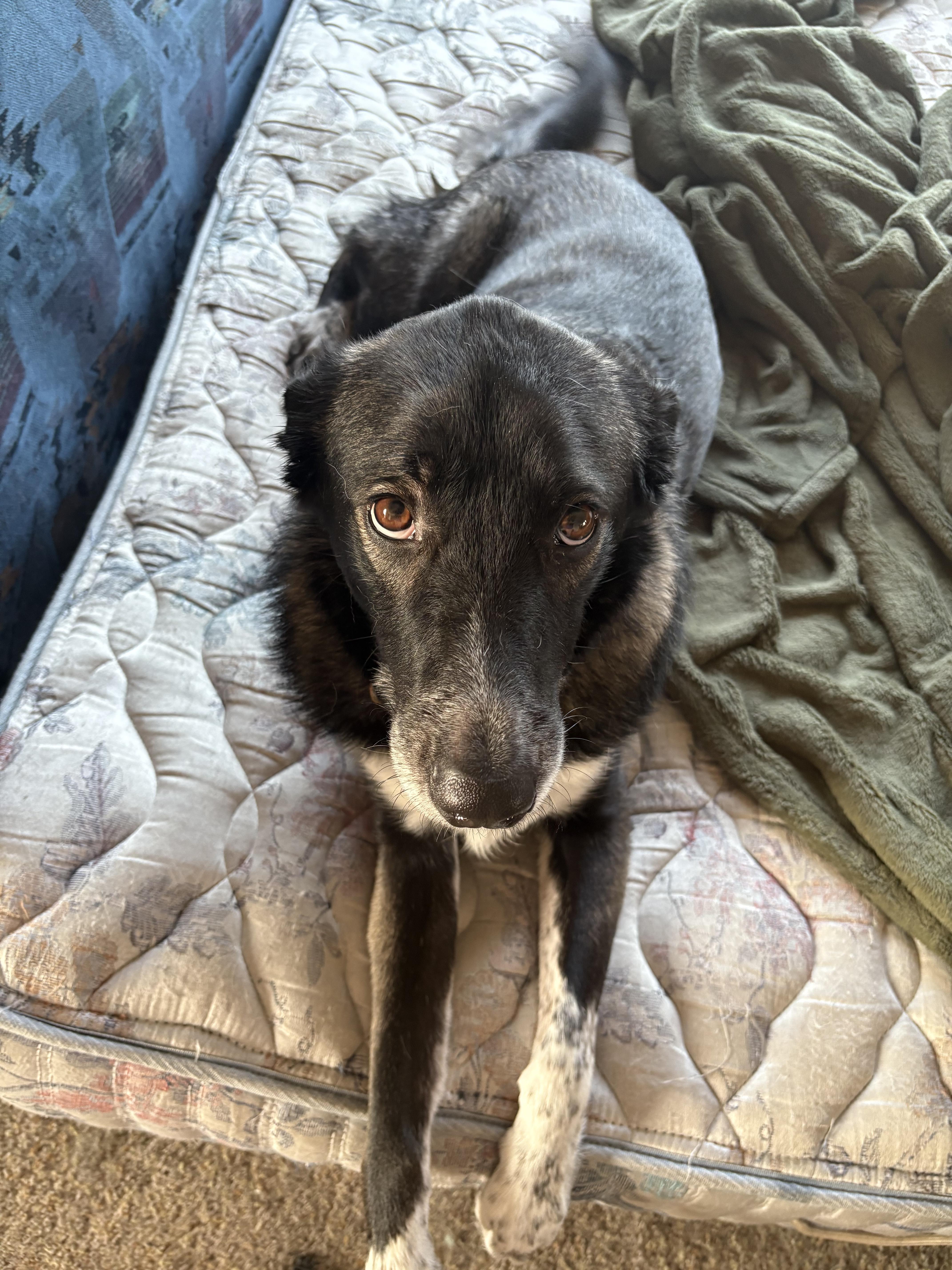 Enlarge Clementine **COURTESY POST**, a Adoptable mixed breed in Lewiston, ID image 1/1