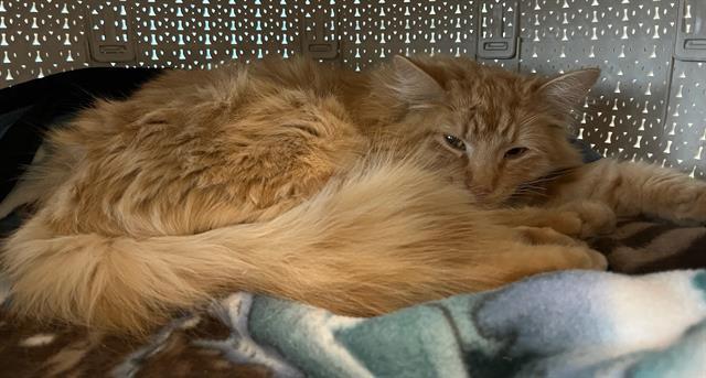 SIMBA, Adoptable, Young Male Domestic Long Hair.