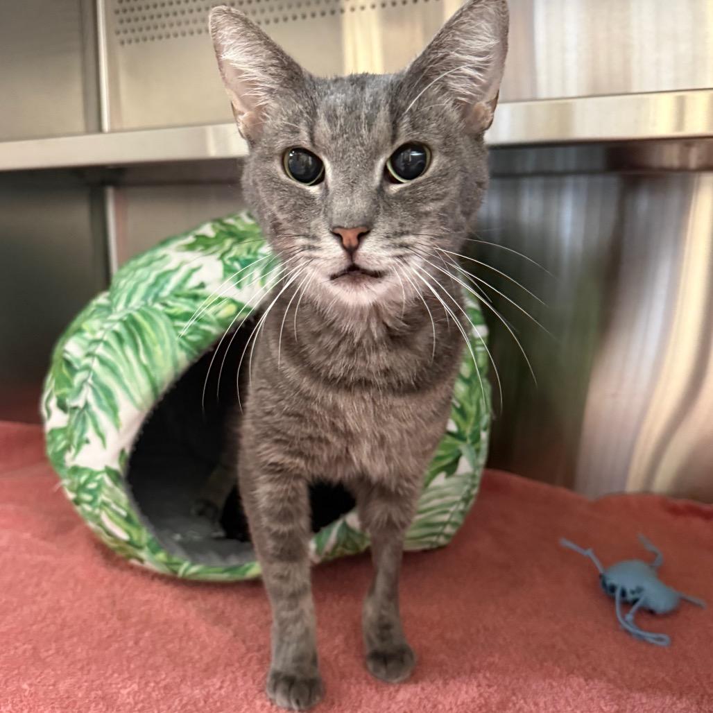 Enlarge Astrid, a Adoptable Domestic Short Hair in Sarasota, FL image 1/6