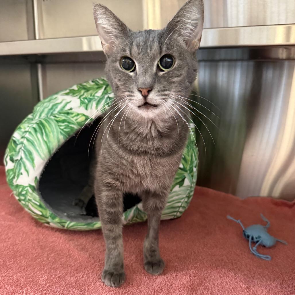 Enlarge Astrid, a Adoptable Domestic Short Hair in Sarasota, FL image 2/6