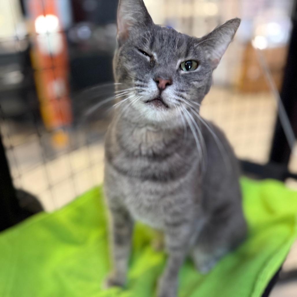 Enlarge Astrid, a Adoptable Domestic Short Hair in Sarasota, FL image 3/6