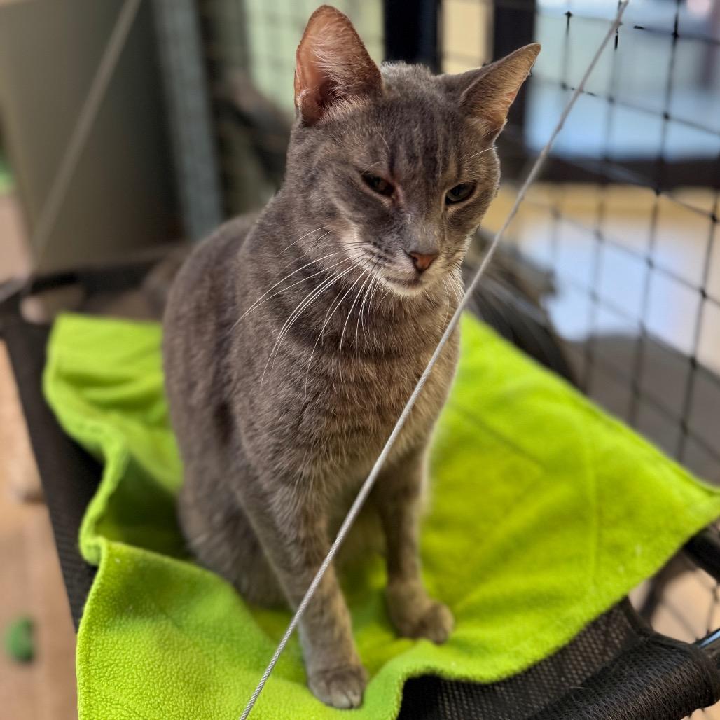 Enlarge Astrid, a Adoptable Domestic Short Hair in Sarasota, FL image 4/6