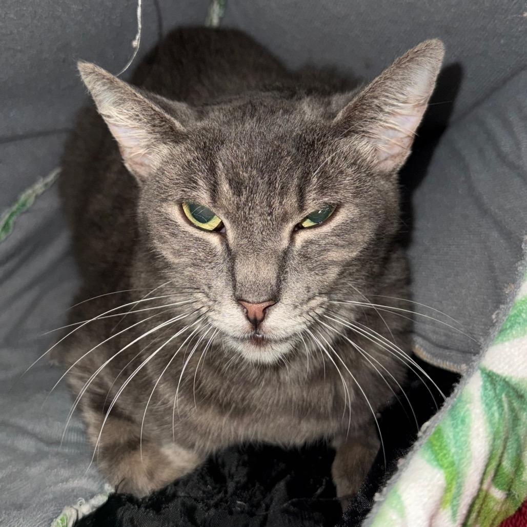 Enlarge Astrid, a Adoptable Domestic Short Hair in Sarasota, FL image 5/6