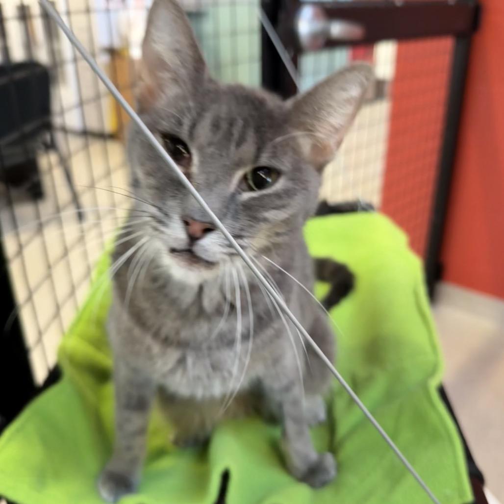 Enlarge Astrid, a Adoptable Domestic Short Hair in Sarasota, FL image 6/6