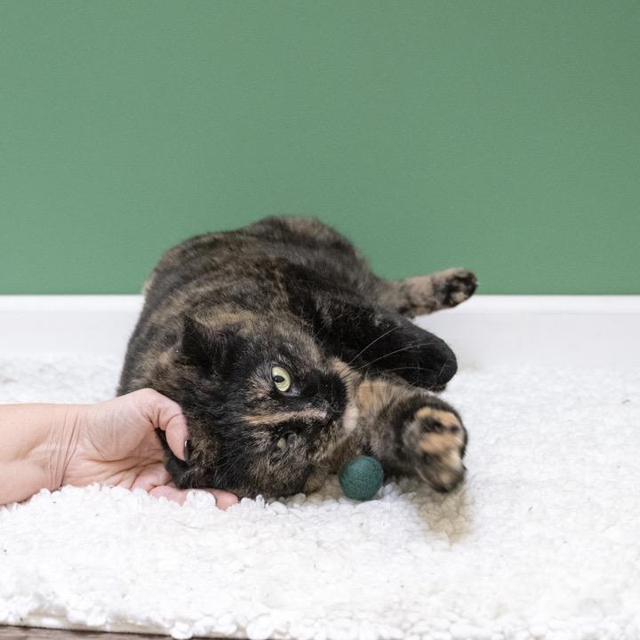 Louella, Adoptable, Senior Female Domestic Long Hair.