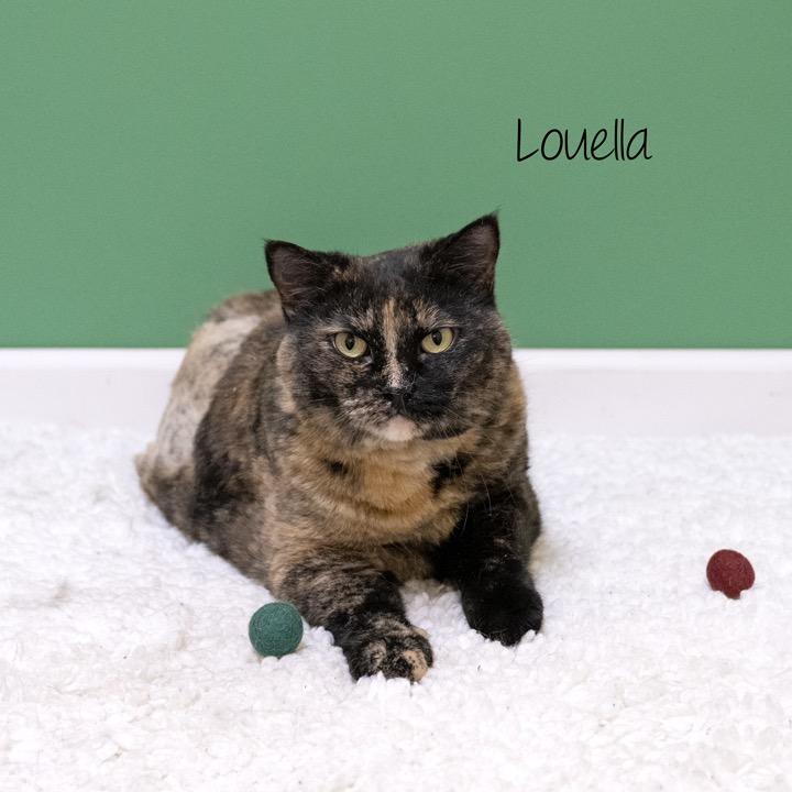 Enlarge Louella, a Adoptable Domestic Long Hair in Pekin, IL image 2/4