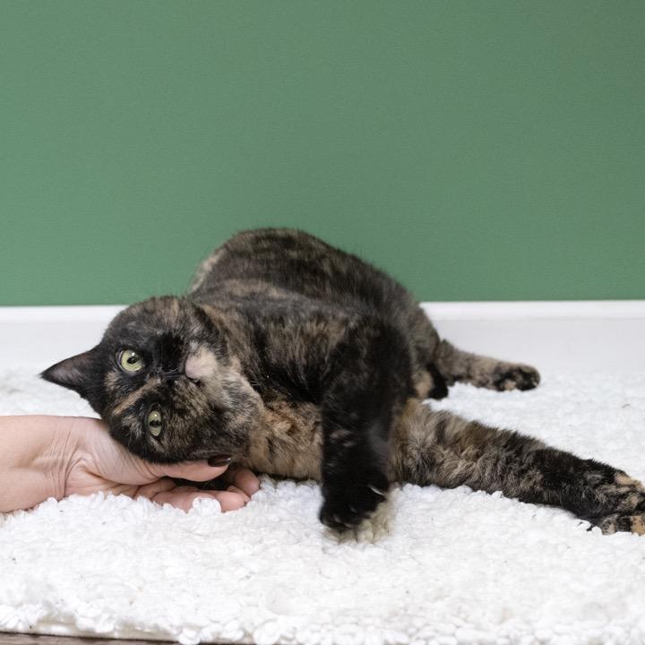 Enlarge Louella, a Adoptable Domestic Long Hair in Pekin, IL image 3/4