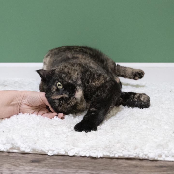 Enlarge Louella, a Adoptable Domestic Long Hair in Pekin, IL image 4/4